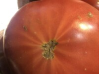 うるま市勝連あまくて美味しい自然栽培トマト